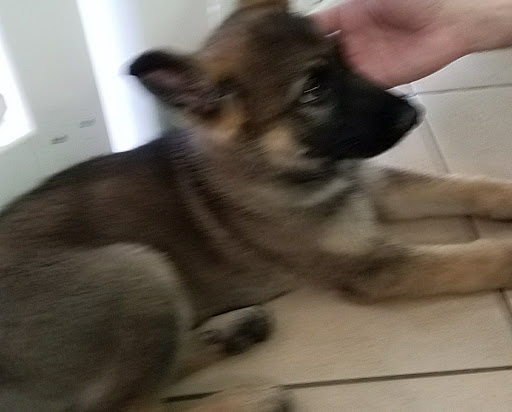 Pet Store «Pet World - Jacksonville», reviews and photos, 10400 San Jose Blvd, Jacksonville, FL 32257, USA