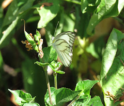 Huai Muang Park photo