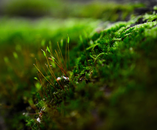 Amusement Park «Meadowmere Park», reviews and photos, 13610 Byars Rd, Grandview, MO 64030, USA