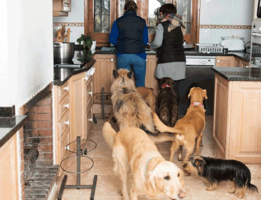 Guarderías caninas y cuidadores de mascotas en Argentona de 2024