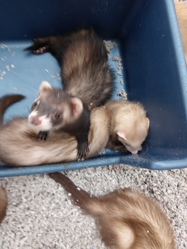 Pet Store «Petland», reviews and photos, 351 Diederich Blvd, Ashland, KY 41101, USA