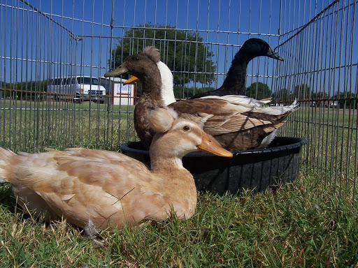 Zoo «A One of A Kind Pony Party», reviews and photos, 912 Bells Chapel Cir, Waxahachie, TX 75165, USA