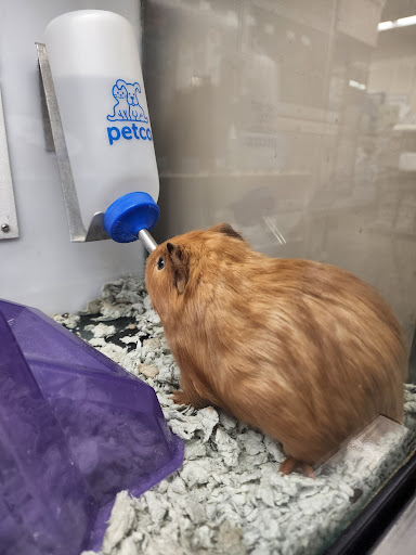 Pet Supply Store «Petco Animal Supplies», reviews and photos, 9111 Metropolitan Ave, Rego Park, NY 11374, USA