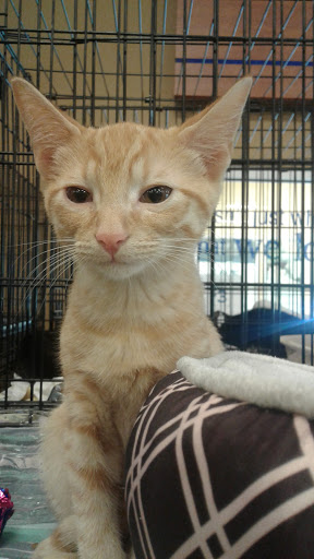 Pet Supply Store «PetSmart», reviews and photos, 5226 S College Rd, Wilmington, NC 28412, USA