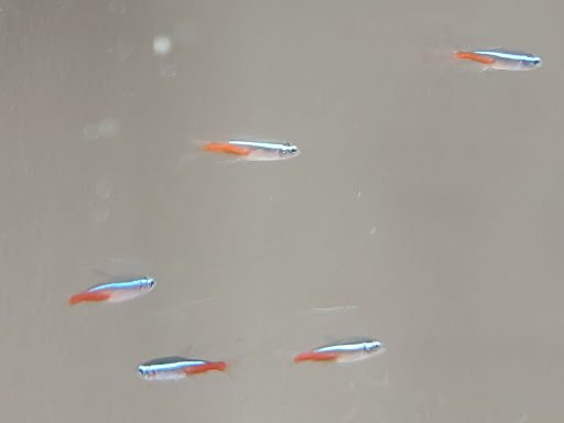 Pet Supply Store «Pet Supplies Plus», reviews and photos, 14839 Detroit Ave, Lakewood, OH 44107, USA