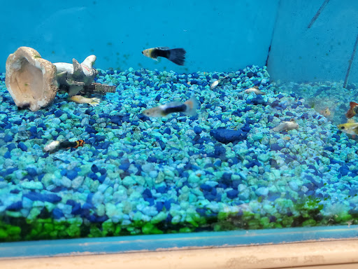 Pet Supply Store «PetSmart», reviews and photos, 2309 I-20, Grand Prairie, TX 75052, USA