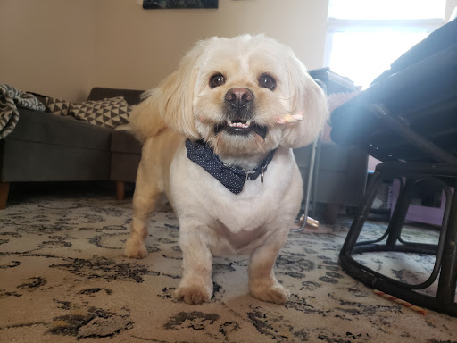 Pet Supply Store «Country Pet Specialties», reviews and photos, 1271 US-22, Lebanon, NJ 08833, USA