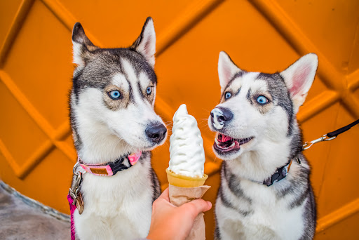 Ice Cream Shop «Twistee Treat Pinellas Park», reviews and photos, 4556 Mainlands Blvd W, Pinellas Park, FL 33782, USA