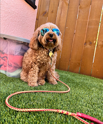 Lobo Austin, LLC - Photo 2 - Car repair in Austin, TX, Austin