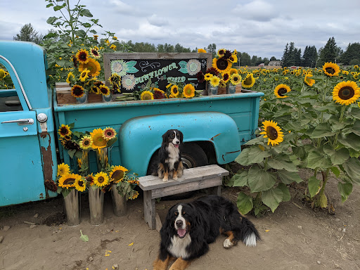 Amusement Center «Maris Farms», reviews and photos, 25001 Sumner Buckley Hwy, Buckley, WA 98321, USA