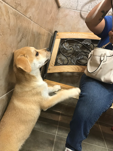 Pet Store «Perfect Pets», reviews and photos, 6840 S University Blvd #410, Centennial, CO 80122, USA