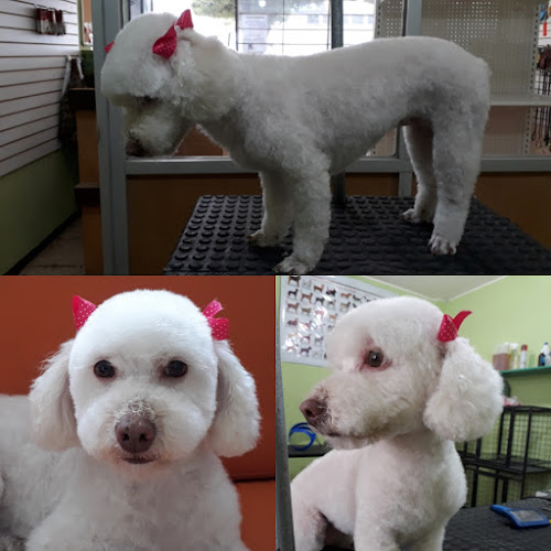 Peluquería Canina Guau Guau - Peluquería