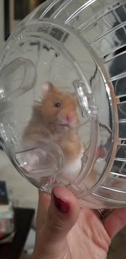 Pet Supply Store «Pet Supplies Plus», reviews and photos, 1240 Seminole Trail, Charlottesville, VA 22901, USA