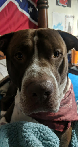 Pet Supply Store «PetSmart», reviews and photos, 865 Colusa Ave, Yuba City, CA 95991, USA