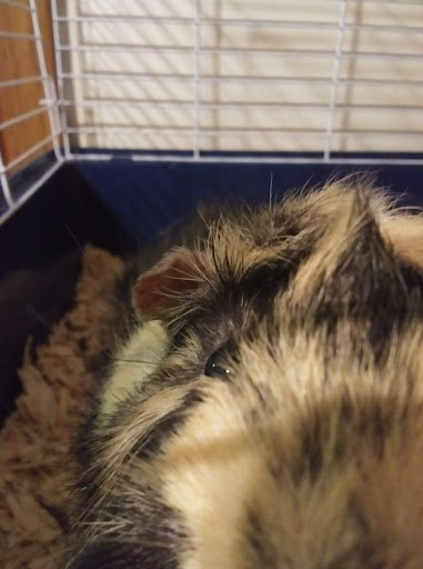 Pet Supply Store «PetSmart», reviews and photos, 270 Marketplace Boulevard, Selinsgrove, PA 17870, USA