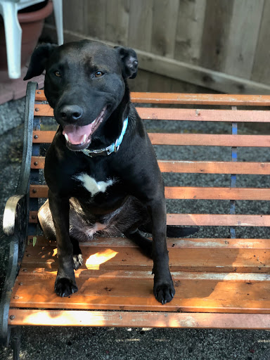 Pet Groomer «Doggie Style Bowtique», reviews and photos, 1713 Westport Rd, Kansas City, MO 64111, USA