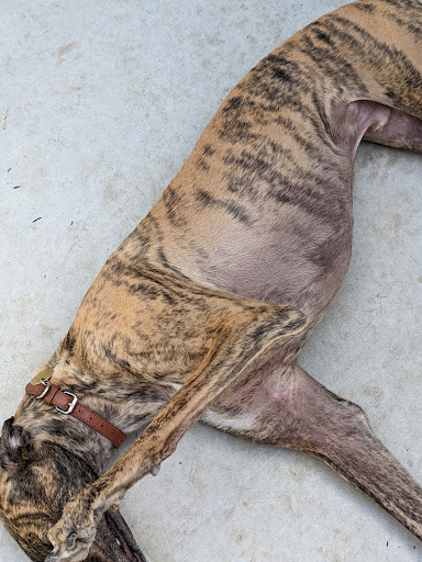 FastFriends Greyhound Adoption