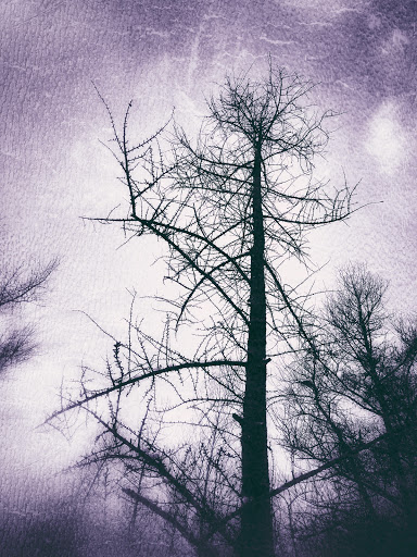 Nature Preserve «Tom S Cooperrider-Kent Bog State Nature Preserve», reviews and photos, 1028 Meloy Rd, Kent, OH 44240, USA