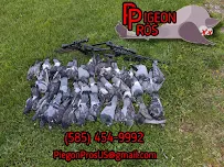 Pigeon Pros - Car repair in , Rochester - Rated 5.0/5