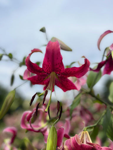 Museum «Smithsonian Castle», reviews and photos, 1000 Jefferson Dr SW, Washington, DC 20560, USA