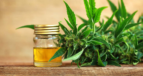 DrGrow - Growshop Hauptstraße 40, 2136 Laa an der Thaya, Österreich