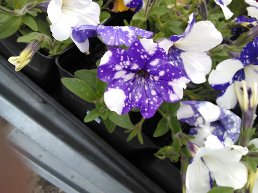 Grocery Store «The Goose», reviews and photos, 14485 WA-525, Langley, WA 98260, USA