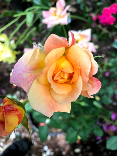 Garden Center «Stonewall Garden Center», reviews and photos, 4675 PA-447, Canadensis, PA 18325, USA