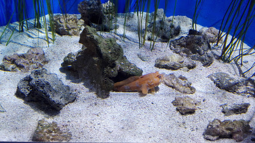 Aquarium «Newport Aquarium», reviews and photos, 1 Aquarium Way, Newport, KY 41071, USA