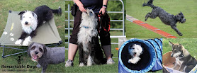 Remarkable Dog Training Queenstown