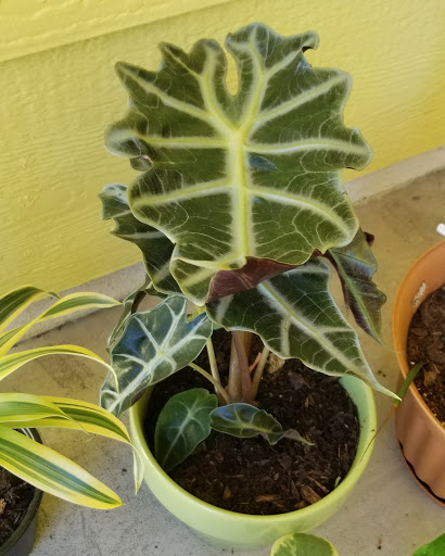 Florist «Plant Safari», reviews and photos, 653 N Central Ave, Upland, CA 91786, USA