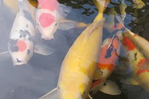 CRC KOI FARM image