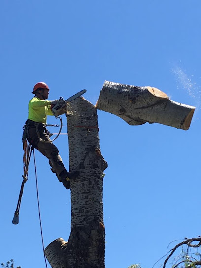 All Tree Services