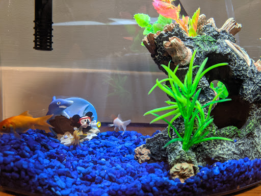 Pet Supply Store «Pet Supplies Plus», reviews and photos, 531 Monroe Ave, Rochester, NY 14607, USA