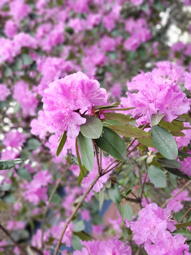 Park «Oregon Park», reviews and photos, NE Oregon St & NE 30th Ave, Portland, OR 97232, USA