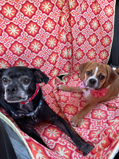 Pet Store «DipidyDawg Gourmet Dog Bakery & Boutique», reviews and photos, 21301 S Tamiami Trail Suite 430, Estero, FL 33928, USA