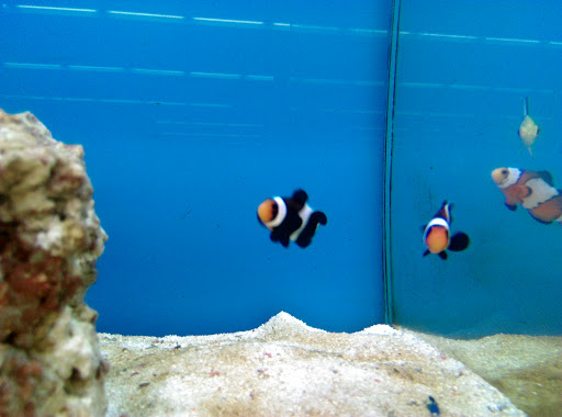 Pet Supply Store «Petco Animal Supplies», reviews and photos, 911 N Stratford Rd c, Moses Lake, WA 98837, USA