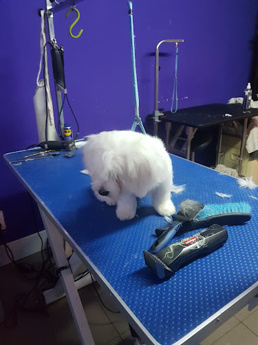 Salon Frizerie Canina Si Felina