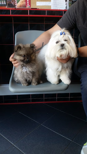 Walkowiak - Weterynarz