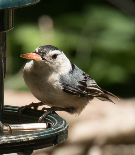 Nature Preserve «Clyde Shepherd Nature Preserve», reviews and photos, 2580 Pine Bluff Dr, Decatur, GA 30033, USA