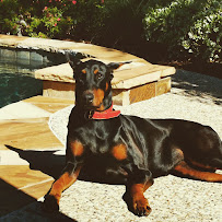 Castle Creek Pet Resort & Spa - Photo 4 - Car repair in McKinney, TX, Plano