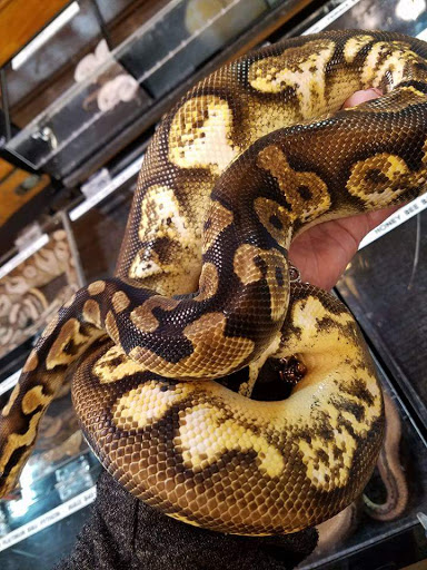 Pet Store «Wet Pet & Reptile Center», reviews and photos, 429 Eastern Blvd, Essex, MD 21221, USA