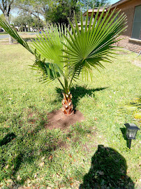 Hector Yard & Gardening Services - Photo 6 - Car repair in , McAllen