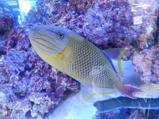 Tropical Fish Store «Reef Oasis», reviews and photos, 7669 Mentor Ave, Mentor, OH 44060, USA