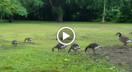 Golf Club «Leewood Golf Club», reviews and photos, 1 Leewood Dr, Eastchester, NY 10709, USA