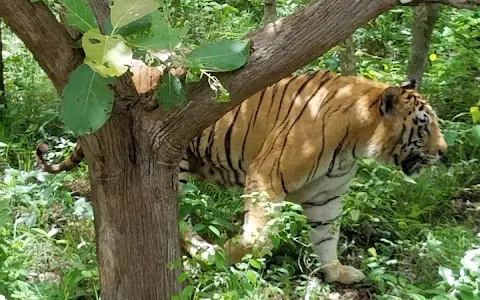 Lion Tiger Safari And Zoo image