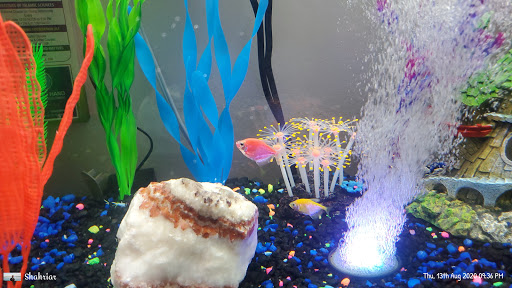 Pet Supply Store «Petco Animal Supplies», reviews and photos, 157-20 Cross Bay Blvd, Howard Beach, NY 11414, USA