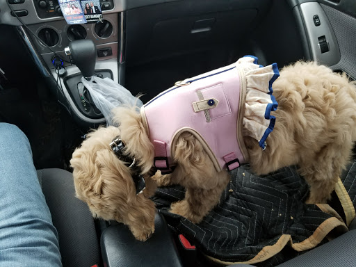 Pet Supply Store «PetSmart», reviews and photos, 3401 Erie Blvd E, Syracuse, NY 13214, USA