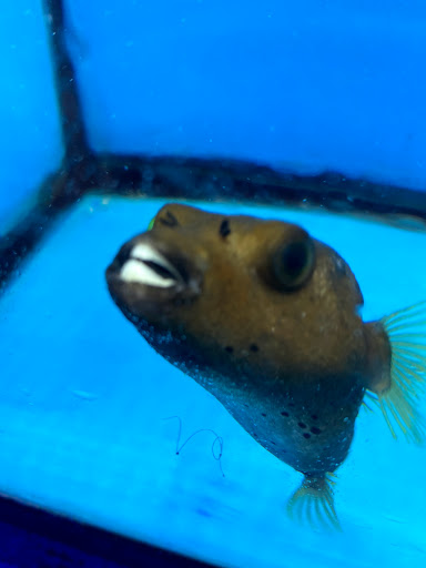 Tropical Fish Store «KHC Aquarium», reviews and photos, 150-1 Northern Blvd, Flushing, NY 11354, USA