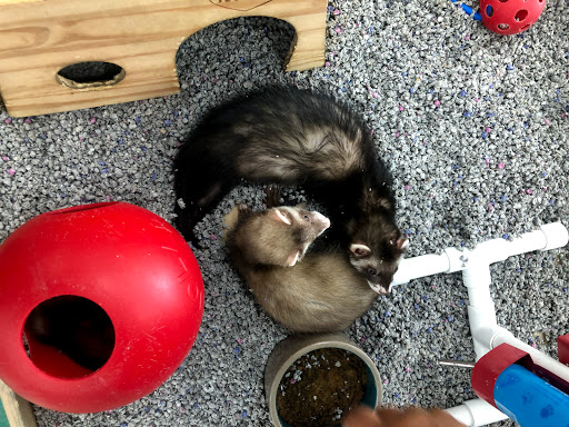 Pet Store «Petland Lewis Center», reviews and photos, 86 Meadow Park Ave, Lewis Center, OH 43035, USA