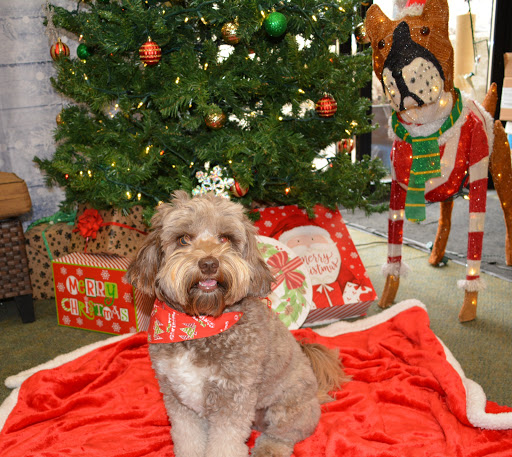 Pet Supply Store «The Natural Pet Enrichment Center», reviews and photos, 6720 Royalton Rd, North Royalton, OH 44133, USA